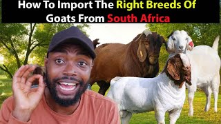 Goat Farming In Africa How To Import Boer Savanna and Kalahari Goats From South Africa [upl. by Leaper]