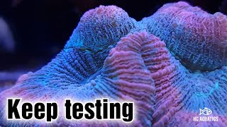 Testing strontium and the benefits of dosing trace elementsHC Aquatics Reefing [upl. by Ahtinak]