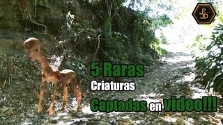 5 Raras criaturas captadas en video 2019 [upl. by Riannon]