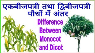 एकबीजपत्री तथा द्विबीजपत्री पौधों में अंतर  Difference between Monocotyledonous and Dicotyledonous [upl. by Dulsea]