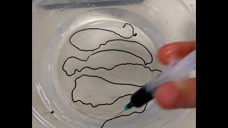 Conductive Polymer Wire  How to make conducting alginate worm  MCC polypyrrole alginate composite [upl. by Metzgar]