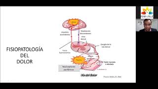 Fisiopatología del dolor vía del dolor [upl. by Lindbom]