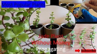 염좌 삽목하여 기르기Most Popular Plants How to grow Jade Plant Propagating 가장 인기식물 염좌 번식 [upl. by Drawe]