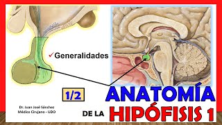 🥇 Anatomía de la HIPÓFISIS 12 Glándula Pituitaria ¡Explicación Sencilla [upl. by Allisirp]