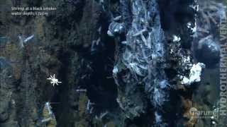 Hydrothermal vents in the deep sea [upl. by Cerelly]