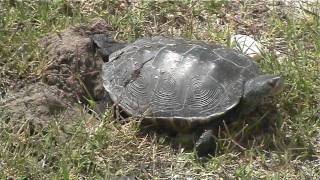 DIAMONDBACK TERRAPINS NESTING Ventnor NJ [upl. by Reeba]