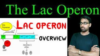 operon concept Molecular basis of inheritance class 12 chapter 6 [upl. by Harelda]