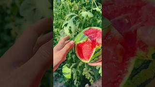 Watermelon peeling styles usa fruitworld fruit fruitsworld naturalfood satisfying [upl. by Jecon]