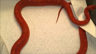 Corn Snake Collection for Sale [upl. by Bray593]