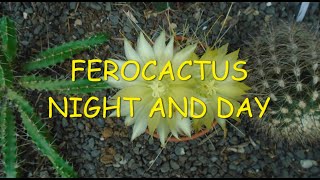 Ferocactus  Night and Day 🌵🌵🌵 [upl. by Okemak]