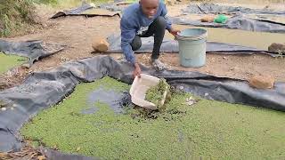 Rebuilding old azolla ponds agriculture farming [upl. by Atteras]