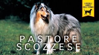 PASTORE SCOZZESE trailer documentario [upl. by Haida799]