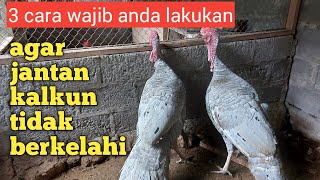 Tips amp Cara agar kalkun jantan berhenti berkelahi [upl. by Waxler116]