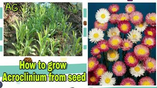 How to grow winter flower Acroclinium from seed 100 germination rate [upl. by Cruickshank]