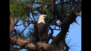 Volume 1  Florida Nature amp Bird Photography [upl. by Obeded379]