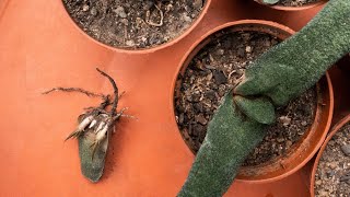 GASTERIA succulent PROPAGATION  2 effective ways [upl. by Llehcear]