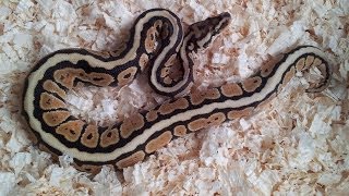 Spotnose ball python and combos [upl. by Nevag136]