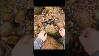 Flipping Rocks For Crabs  Good Harvest [upl. by Annasor]