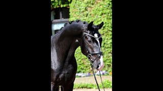 SOLD Top quality black hanoverian gelding by Ampere 2013 FEI amp GP prospect [upl. by Ellivnarg743]