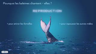 Analyse des chants des baleines à bosse dans locéan indien [upl. by Pironi777]