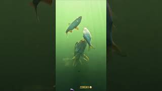 PIKE Vs PIKE  😳 WAIT FOR IT  😉 😆 shorts bassfishing fishing fishing 4 pike [upl. by Eveam352]