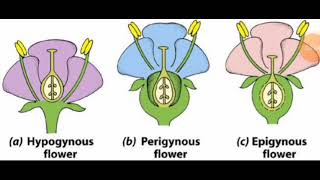 Position of Ovary  Hypogynous  Perigynous amp Epigynous Flower NEET2024 [upl. by Silirama]