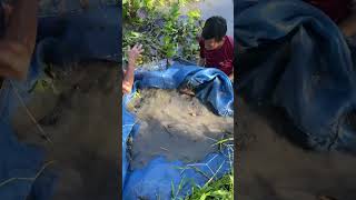 Trapping a lot of big eel fish with survival skills [upl. by Nehte]