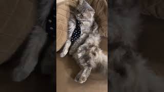 Lawyer cat have you seen before cat cute catlover funny 2shorts [upl. by Atnoled]