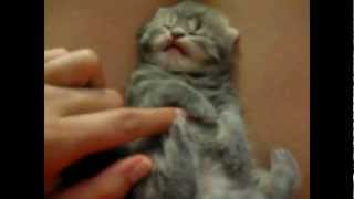 Epic cat videos Cute funny and scary kitten all in one [upl. by Htebazil]