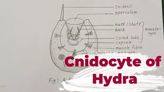 HOW TO DRAW A CNIDOCYTE  CNIDOCYTE OF HYDRA [upl. by Lati765]