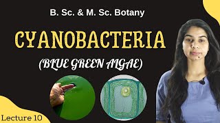 Cyanobacteria Blue green algae  in Hindi  Botany  B Sc amp M Sc [upl. by Magel]