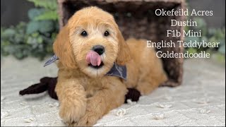 Dustin  Darla amp Bingley F1b Mini English Teddybear Goldendoodle At Okefeild Acres [upl. by Katzen649]