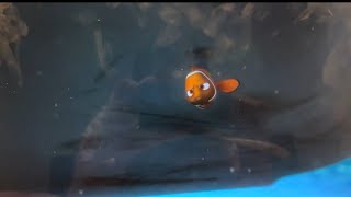 My Least Favorite Part of Finding Nemo [upl. by Mosier]