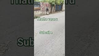 Thatha Vararu indian song trending [upl. by Eisele42]