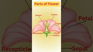 Parts of Flowers  पादप पुष्पक्रमLearnWithAnuragSir trending biofacts science upboard [upl. by Asirrom]