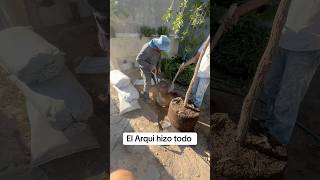 Como se planta un arbol arboles arbol reforestacion ayuda parati arqui trabajar [upl. by Douglass309]