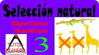 🔬 Selección por ruleta algoritmos genéticos [upl. by Keppel113]