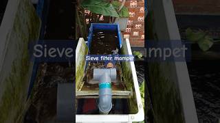 Sieve filter kolam koi mampet filter kolam sievefilter kolam aquarium [upl. by Obel]