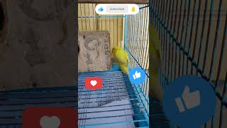 Birds playing time 🤣🤩birds animals budgies lovebirds viral budgies sound parakeetshorts [upl. by Eatnoled]