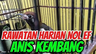 Rawatan Harian Anis Kembang Nol Extra Fooding sobataniskembang [upl. by Longmire]