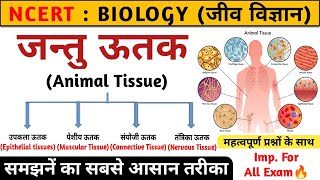 जन्तु ऊतक  Animal tissue in hindi  jantu utak  Biology  Study vines official [upl. by Alemat697]