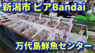 新潟市 ピアBandai 万代島鮮魚センター 2022年9月 JAPAN Niigata City Pier Bandai Bandaijima Fresh Fish Center [upl. by Michella]