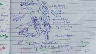 Coelomoducts amp Nephridia zoology zoologynotes nephridia [upl. by Keli]