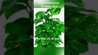 Plants that grow in water no soil needed [upl. by Ernesto]