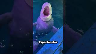 ¿Por qué los delfines se alimentan de cubitos de hielo 🐬🤔 [upl. by Ahsitniuq]