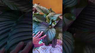 Calathea Orbifolia [upl. by Airuam]