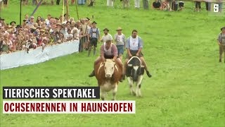 Ochsenrennen in Haunshofen Tierisches Spektakel  DER SPIEGEL [upl. by Latsyrcal]