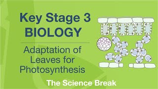 Key Stage 3 Science Biology  Adaptation of Leaves for Photosynthesis [upl. by Mahan]