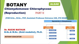 Chlamydomonas ReproductionBSc I yearMSc Botany [upl. by Ailehs]