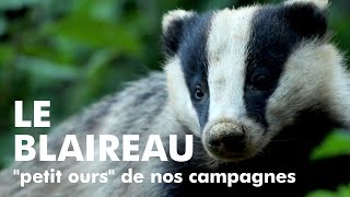 LE BLAIREAU quotpetit oursquot de nos campagnes European Badger [upl. by Lirpa245]